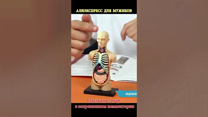 Анатомическая модель "Тело человека"