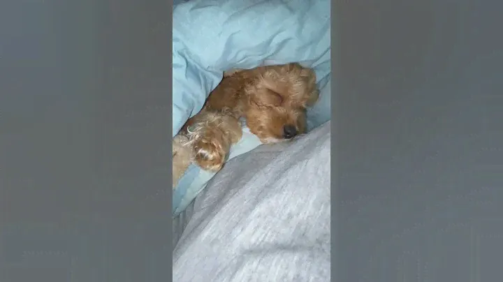 Щенок пуделя спит:/ #poodle #toypoodle #пудель #приколысживотными #тойпудель #смешнаясобака #funny