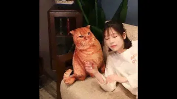 Creative 3D Simulation Cat Pillow Plush Toy
