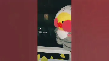 ЛАЛАФАНФАН УТОЧКА УПАЛА?! РАСПАКОВ ПОСЫЛКИ ДЛЯ УТКИ #lalafanfan #уточка #duck #утя #tiktok