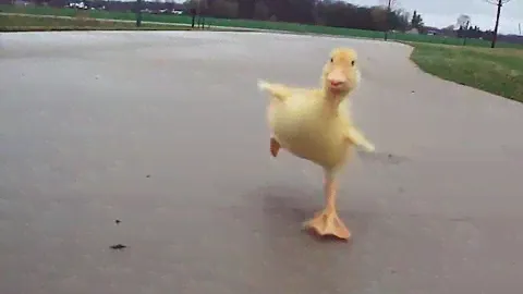 Duck Run