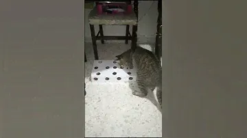 Игрушка для кота, с которой все время играет