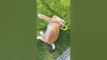 Многофункциональная игрушка для кошек 😺