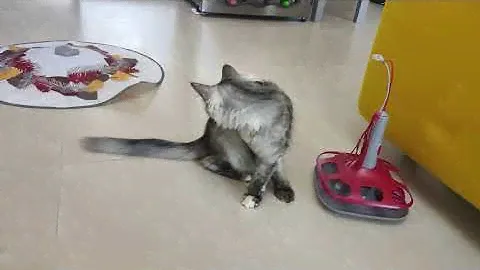 Electronic Motion Cat Toy  by Zoofari. Cat's reaction / Обзор игрушек для кошек, реакция моей кошки