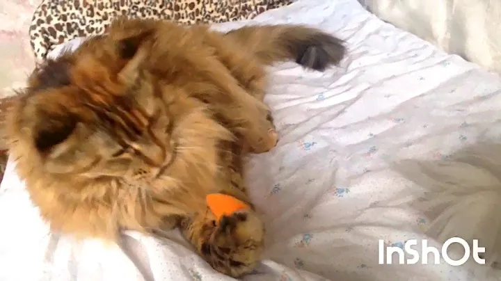 Кошки и игрушка с кошачьей мятой