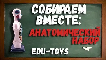 СОБИРАЕМ ВМЕСТЕ: Человеческий Торс EDU-TOYS Арт. SK008