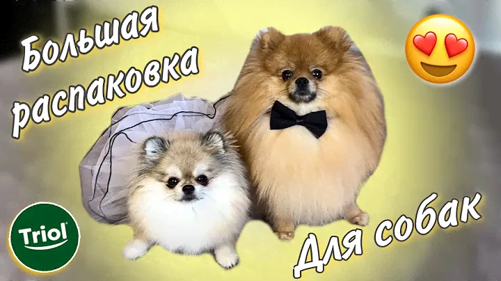 Распаковка товаров для собак 🐾Классные новинки от Triol 💚 КОНКУРС