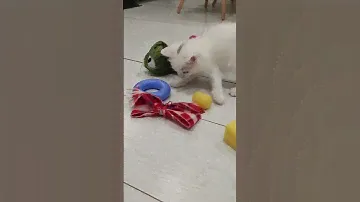 Игрушки для котят котов и кошек | Игрушка для котенка кота и кошки